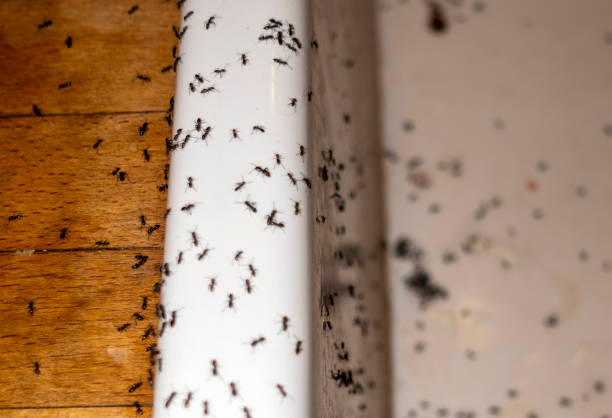 Best Commercial Pest Control Services  in Lacoochee, FL
